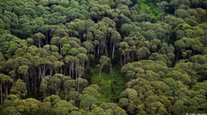 غابات أندونيسيا العذراء